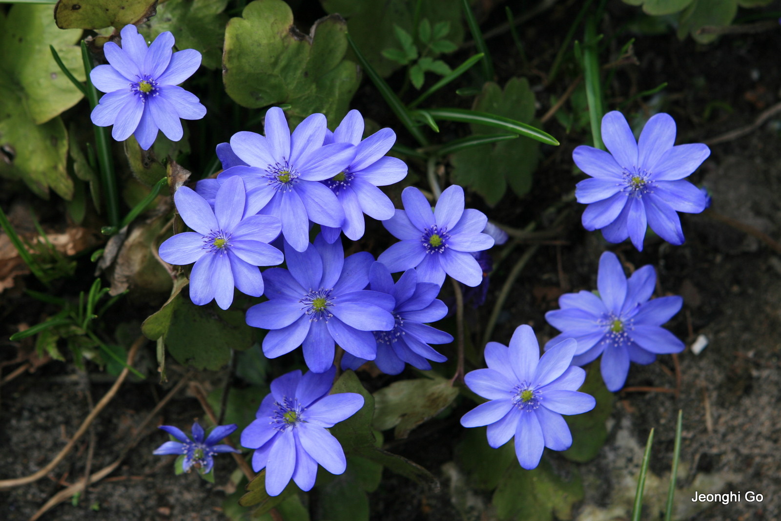 Karl Foerster Garten in Potsdam Bornim Hepatica 고정희의 서양정원사 백과