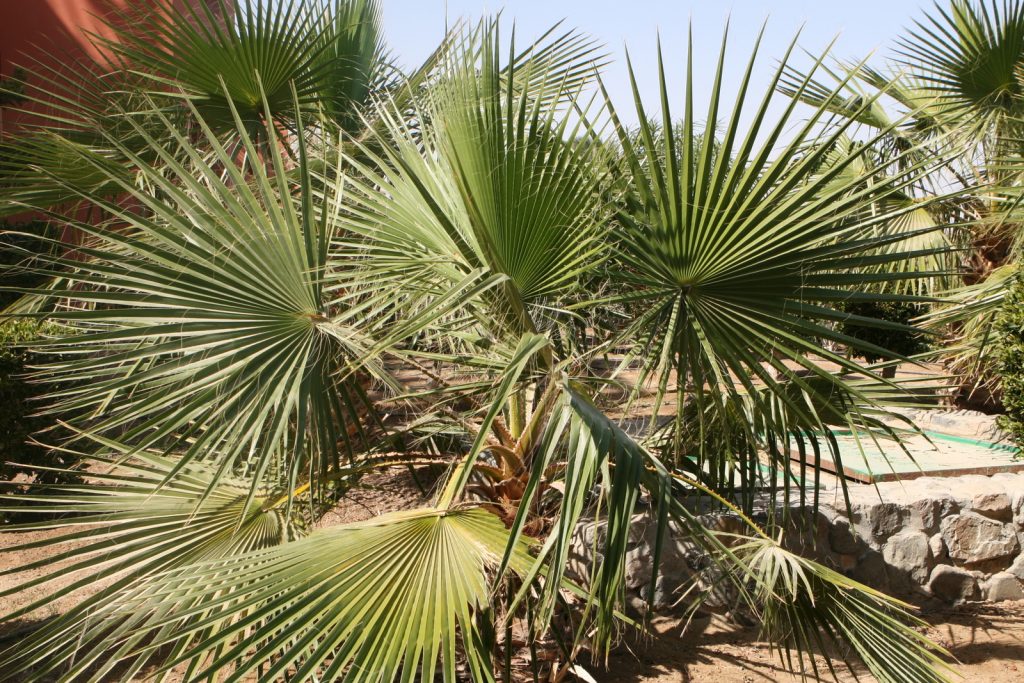 Chamaerops humilis_jeonghi.go