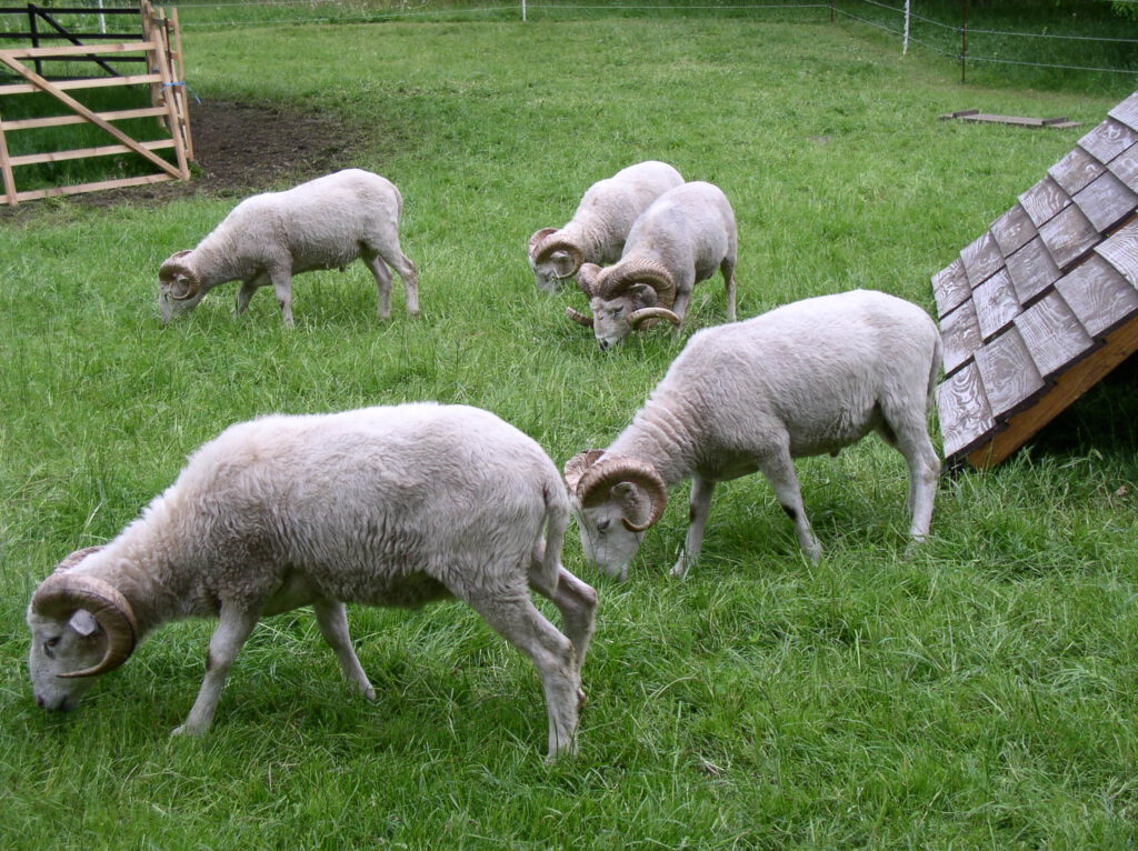 브리츠 공원 풀밭에서 양들이 풀을 뜯고 있다.