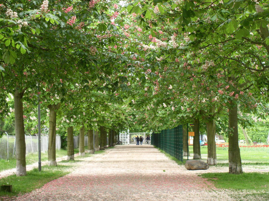 칠엽수 가로수길. 꽃이 만개했다.
