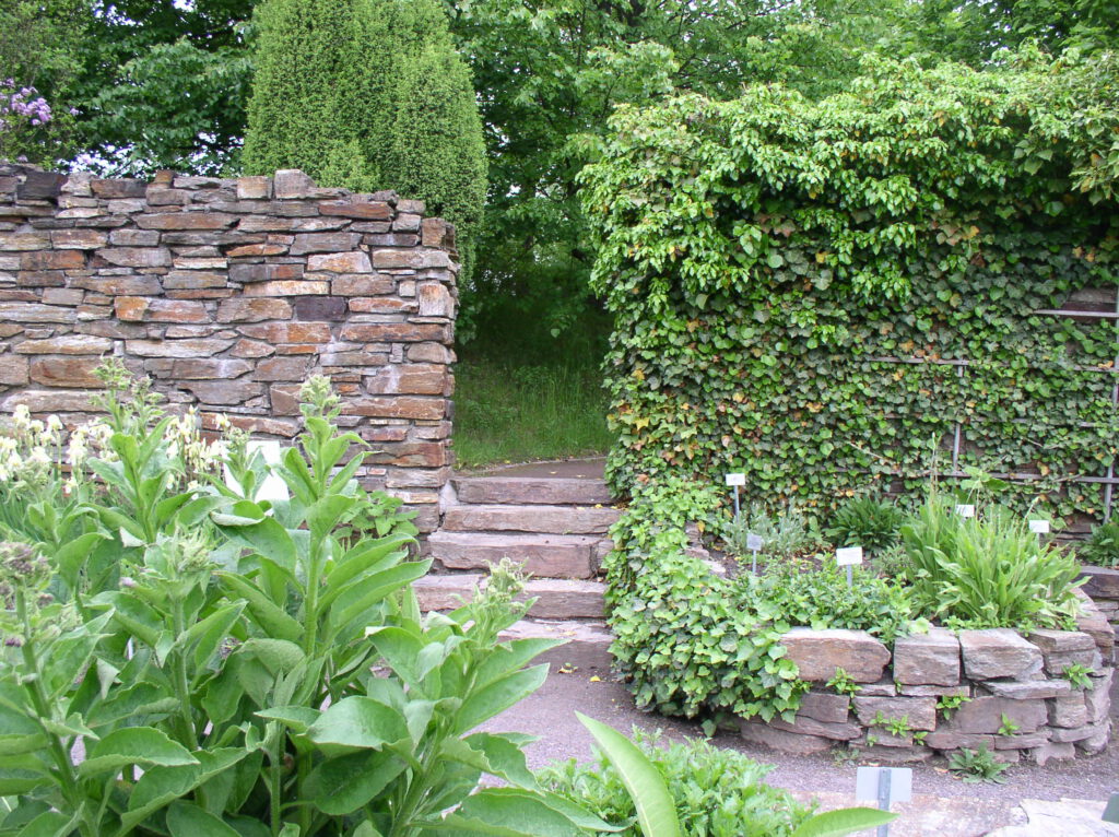 돌담을 감고 올라가는 덩굴식물과 허브들이 잘 자라고 있음