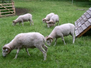 브리츠 공원 풀밭에서 양들이 풀을 뜯고 있다.
